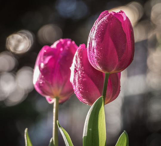 Tulipany – kwiaty Izraela