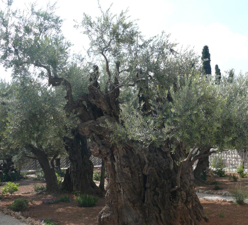 Czy drzewa oliwne z Getsemani pamiętają czasy Chrystusa?