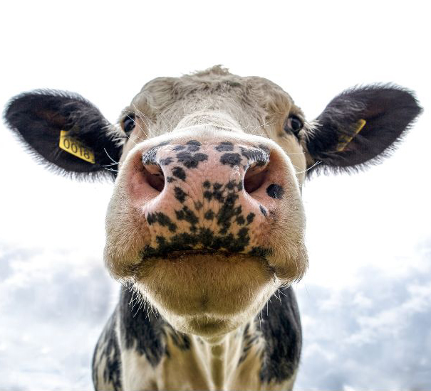 Czy wiesz, że izraelskie krowy produkują najwięcej mleka na świecie?