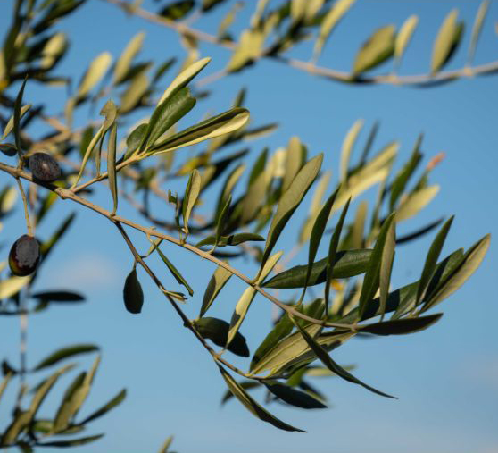 Najstarsze drzewo oliwne w Izraelu