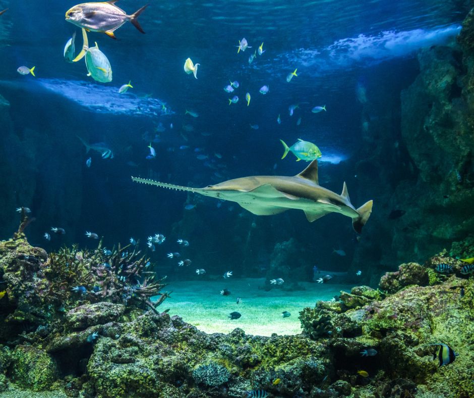 Podwodny świat w sercu Jerozolimy, czyli o niezwykłym oceanarium