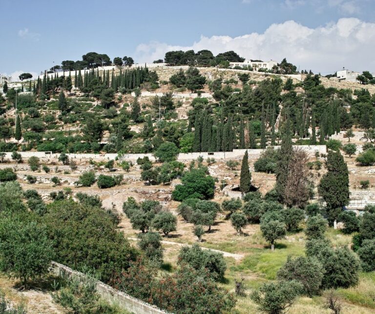 Modlitwa w cieniu oliwek – codzienne życie na Górze Oliwnej