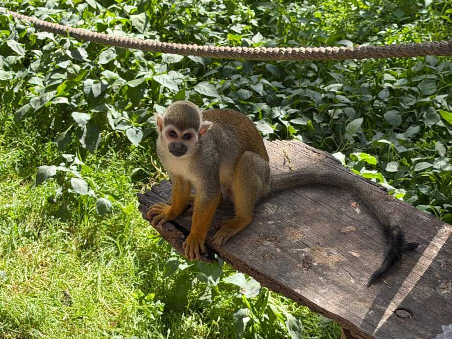 Azyl dla małp w Kfar Daniel – izraelskie schronisko, które daje drugą szansę